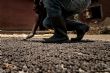 Ouganda: une mouche au secours des agriculteurs touchés par la hausse des prix des engrais