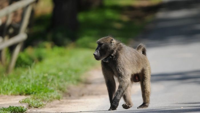 Baboon spotted and captured in Cape Town's Atlantic Seaboard