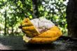 Cameroun : Les cacaoyers traditionnels produisent-ils plus que les cacaoyers hybrides ? - La Voix Du Paysan