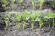 Cameroun : Quelle quantité de semences de carottes pour un hectare ?