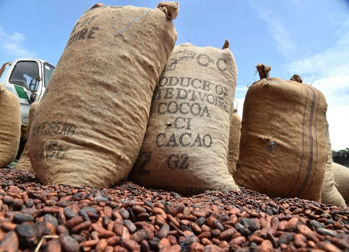 (Côte d’Ivoire) Accord international sur le cacao-Ce que gagne les pays producteurs d’Afrique de l’Ouest