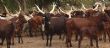 

		
				
			Visite de travail du ministre de l'Elevage et des Industries Animales dans la région de Zinder : le Centre de multiplication de bétail de Bathé au menu de la visite du ministre de l'élevage