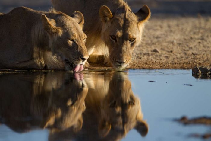 Kruger Untamed: Luxury Safaris with a Light Footprint in the Heart of Lion Country - iAfrica